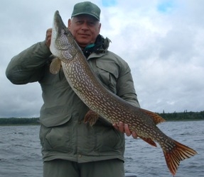 Bob - 42 inch 1