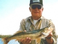 Glen - 20 inch Walleye