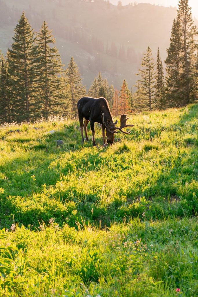A moose stands gracefully in a sunlit meadow in Brighton, UT, surrounded by lush grass and pine trees.